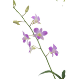 Dendrobium Plant