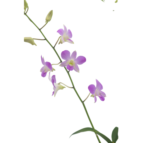 Dendrobium Plant