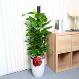Money Plant (Green Pothos) in Ceramic Pot