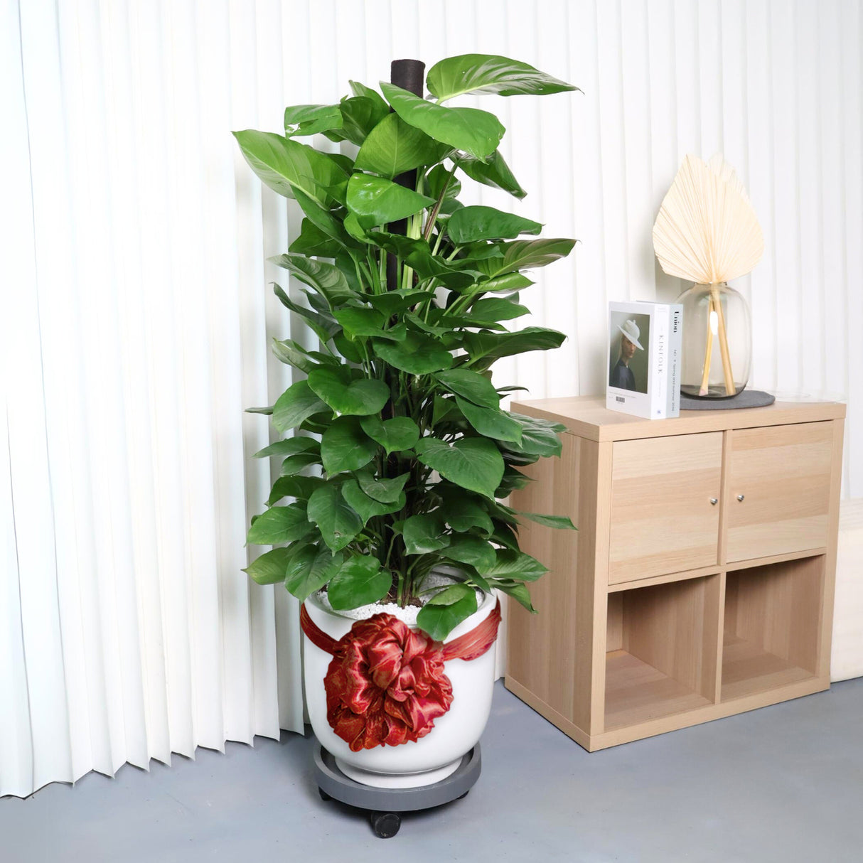 Epipremnum Aureum, Money Plant with Silk ball in Ceramic Pot (1.5m)