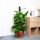 Money Plant (Green Pothos) in Ceramic Pot