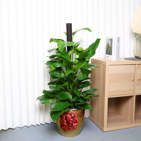 Money Plant (Green Pothos) in Ceramic Pot
