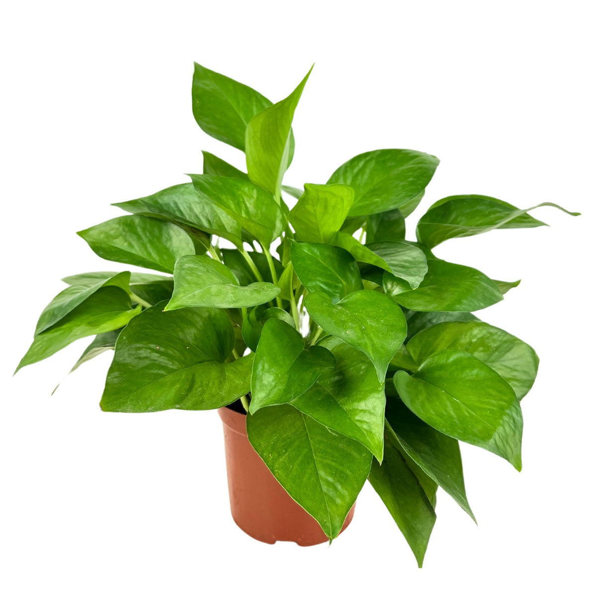 Money Plant Green 6cm Pot