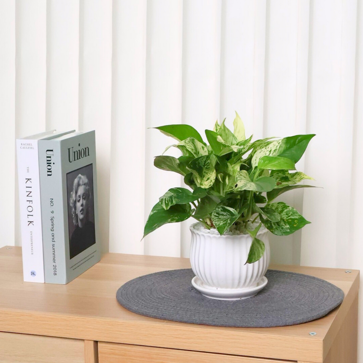 Money Plant (Variegated) in Ceramic Pot