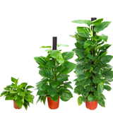 Money Plant (Golden Pothos) - S/M/L
