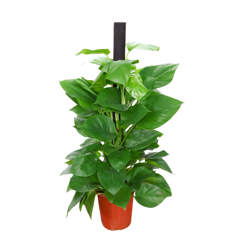 Money Plant (Green Pothos)