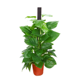 Money Plant (Green Pothos)
