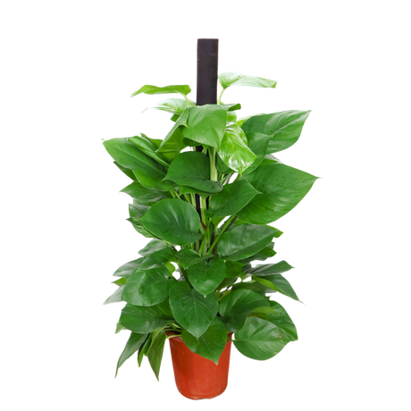 Money Plant (Green Pothos)