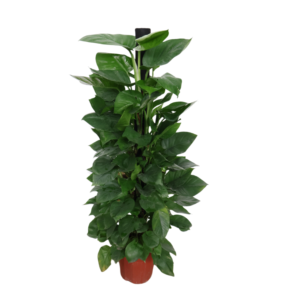 Money Plant (Green Pothos)