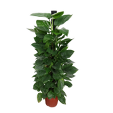 Money Plant (Green Pothos)