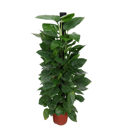 Money Plant (Green Pothos)