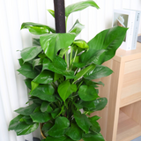 Money Plant (Green Pothos) in Ceramic Pot