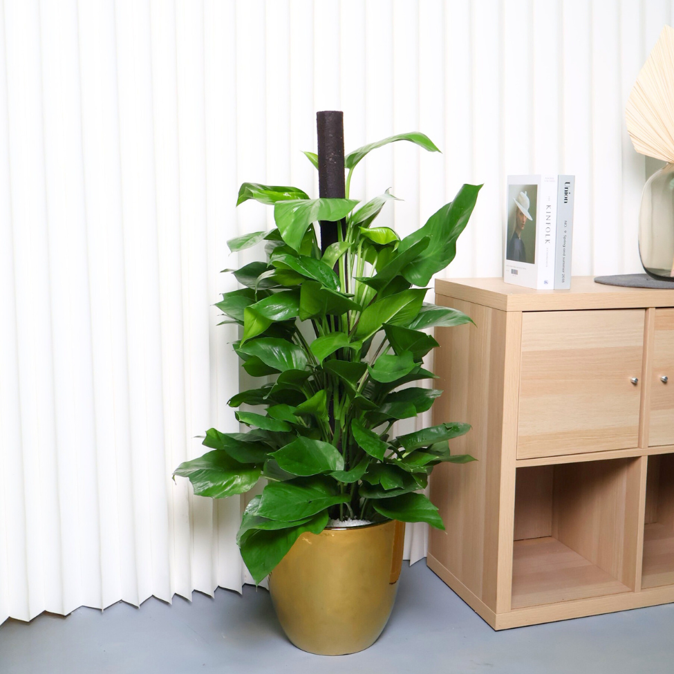 Money Plant (Green Pothos) in Ceramic Pot
