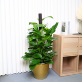 Money Plant (Green Pothos) in Ceramic Pot