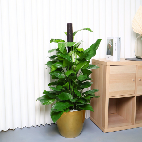 Money Plant (Green Pothos) in Ceramic Pot