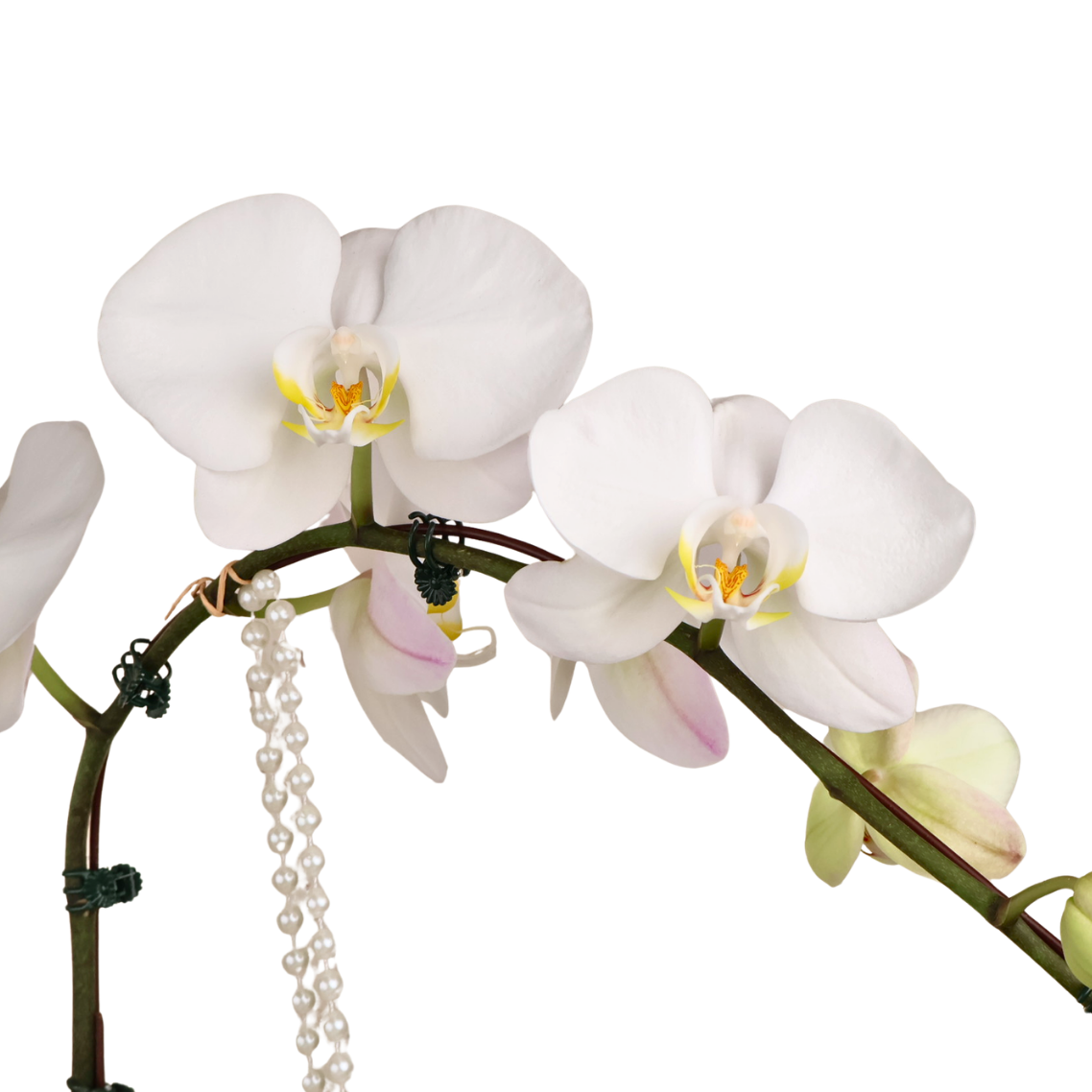 Mono Bloom (1 Single Stalk, 1 Double Stem) - Orchid Phalaenopsis