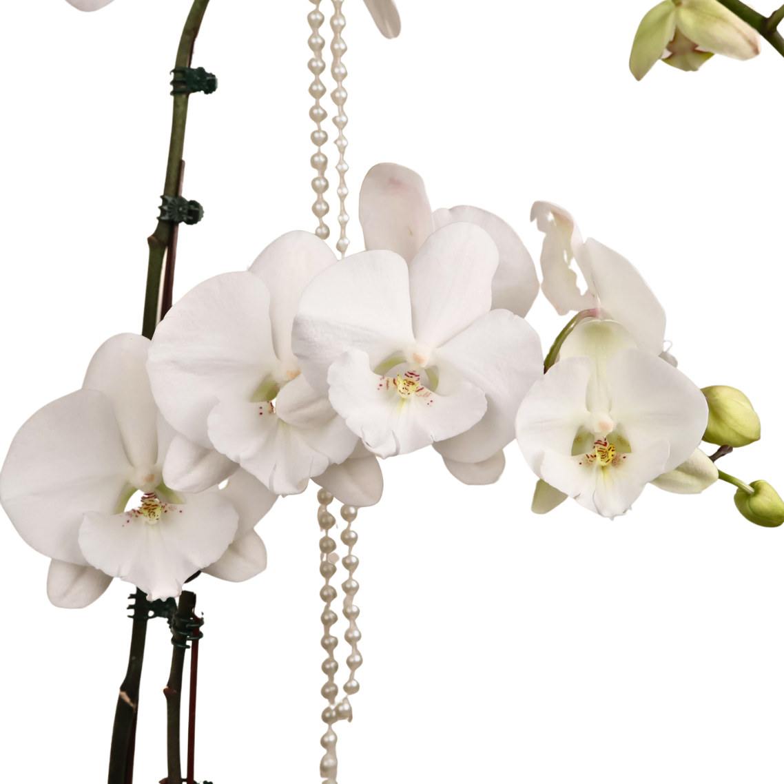 Mono Bloom (1 Single Stalk, 1 Double Stem) - Orchid Phalaenopsis