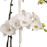 Mono Bloom (1 Single Stalk, 1 Double Stem) - Orchid Phalaenopsis