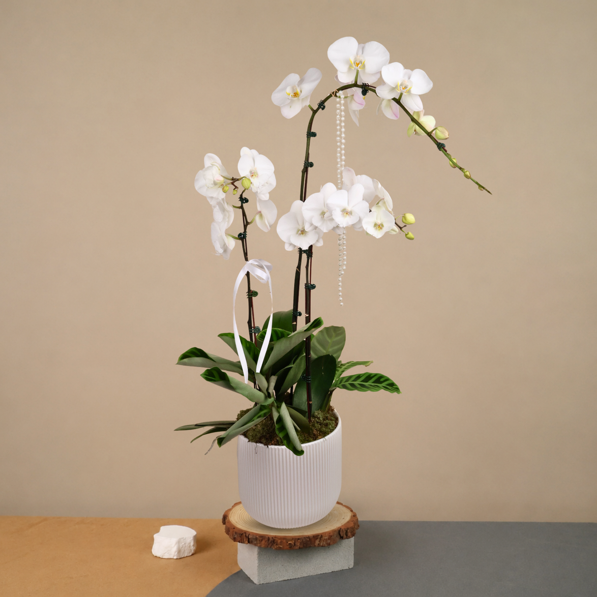 Mono Bloom (1 Single Stalk, 1 Double Stem) - Orchid Phalaenopsis