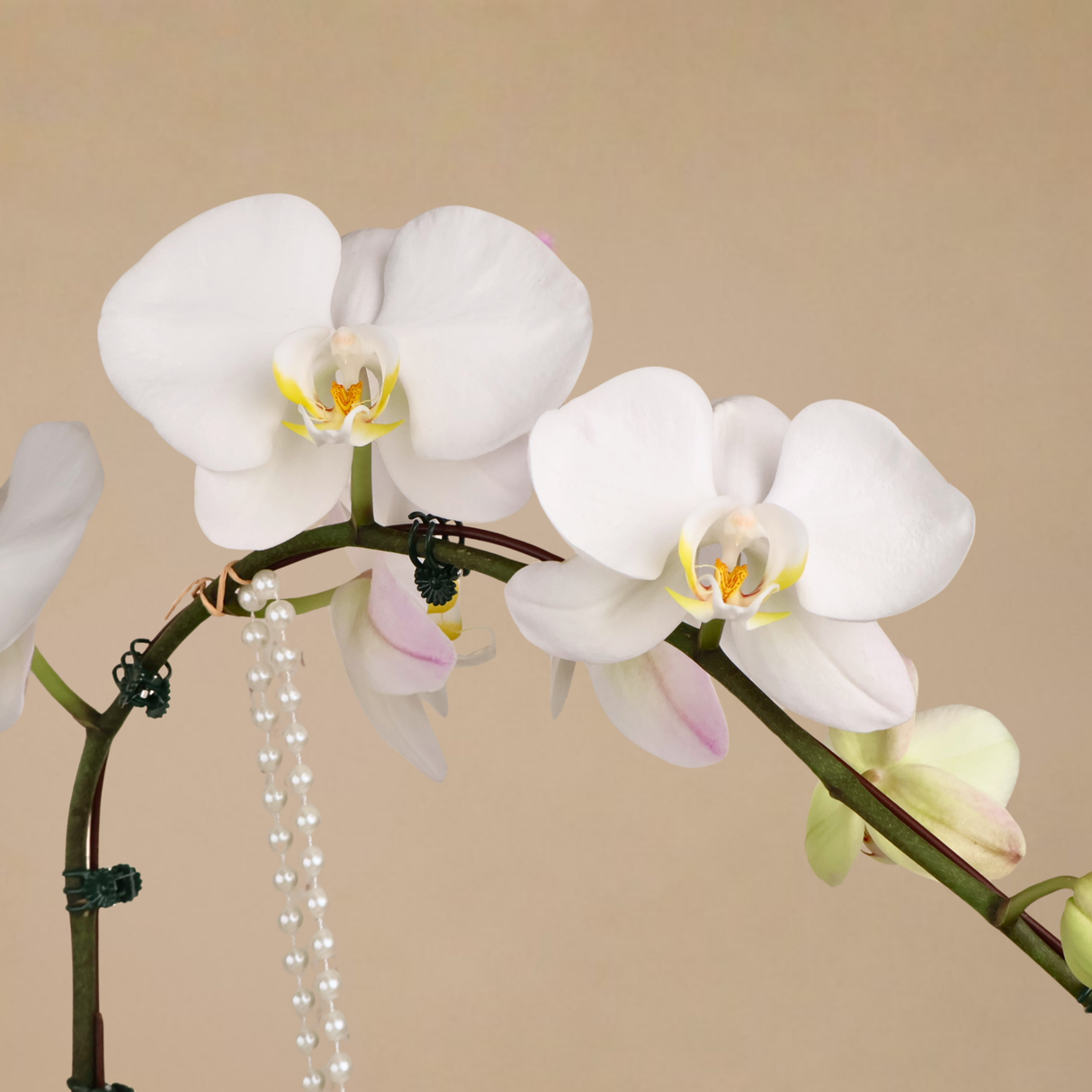 Mono Bloom (1 Single Stalk, 1 Double Stem) - Orchid Phalaenopsis
