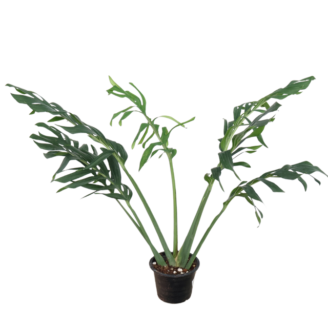 monstera siam plant Monstera Siam in Ceramic Pot
