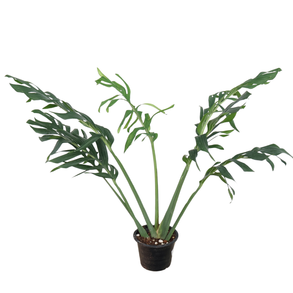 Monstera Siam in Ceramic Pot