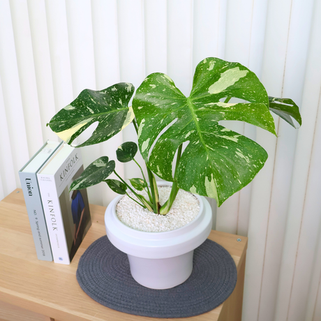 Monstera Thai Constellation Variegated in Ceramic Pot