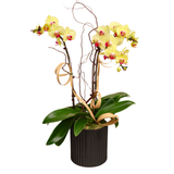 Morning Light (3 single Stalk) - Orchid Phalaenopsis