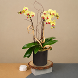 Morning Light (3 single Stalk) - Orchid Phalaenopsis