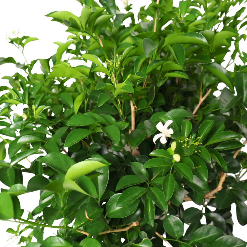 Purchase Plants Online Singapore | Ji Mei Flower – JM Flower