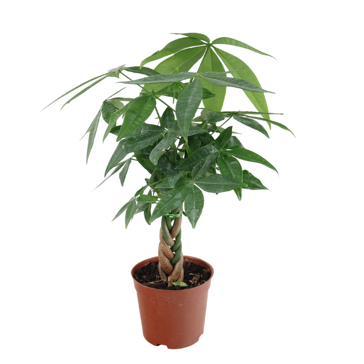 Pachira Plant (Money Tree 发财树) | JM Flower