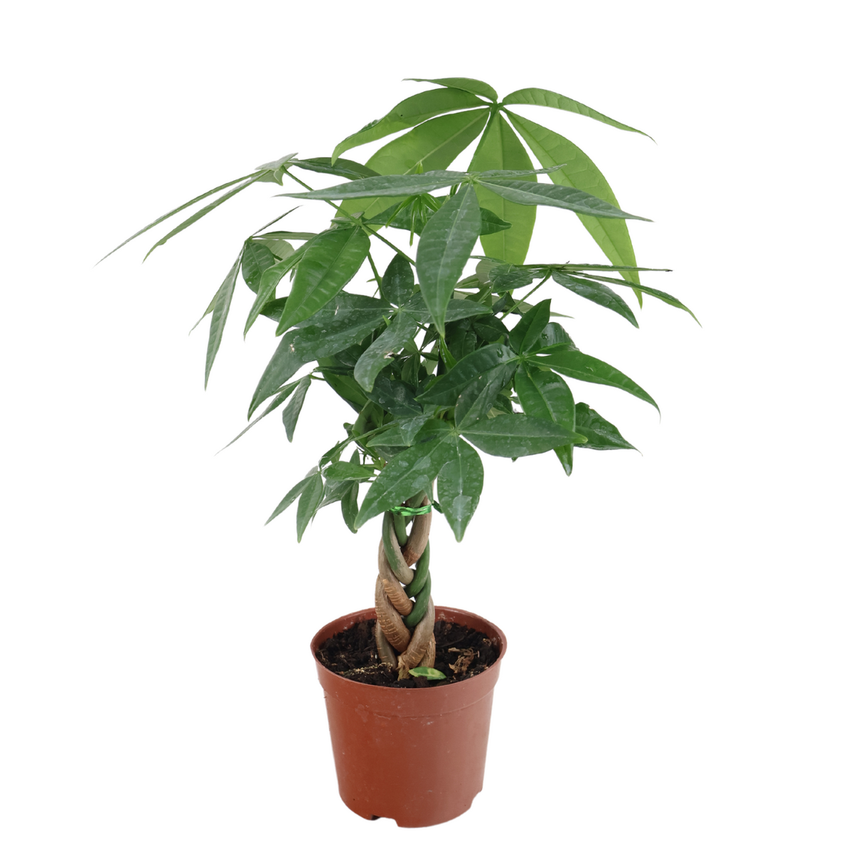 Pachira Plant 13cm Pot (Money Tree 发财树)