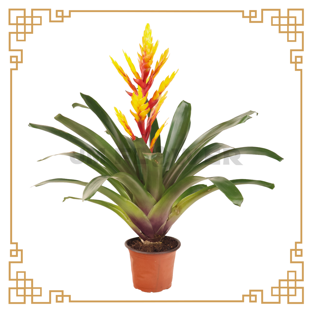 Yellow Bromeliad (Vriesea Carinata)