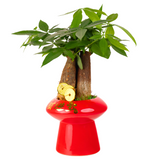 Pachira Plant in Festive Pot (Money Tree 发财树)