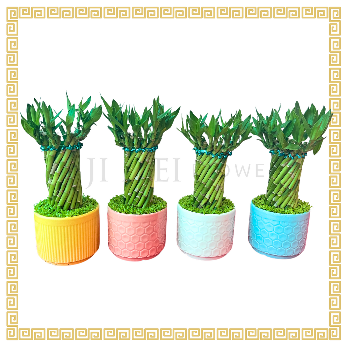 Lucky Bamboo in Ceramic Pot - Assorted