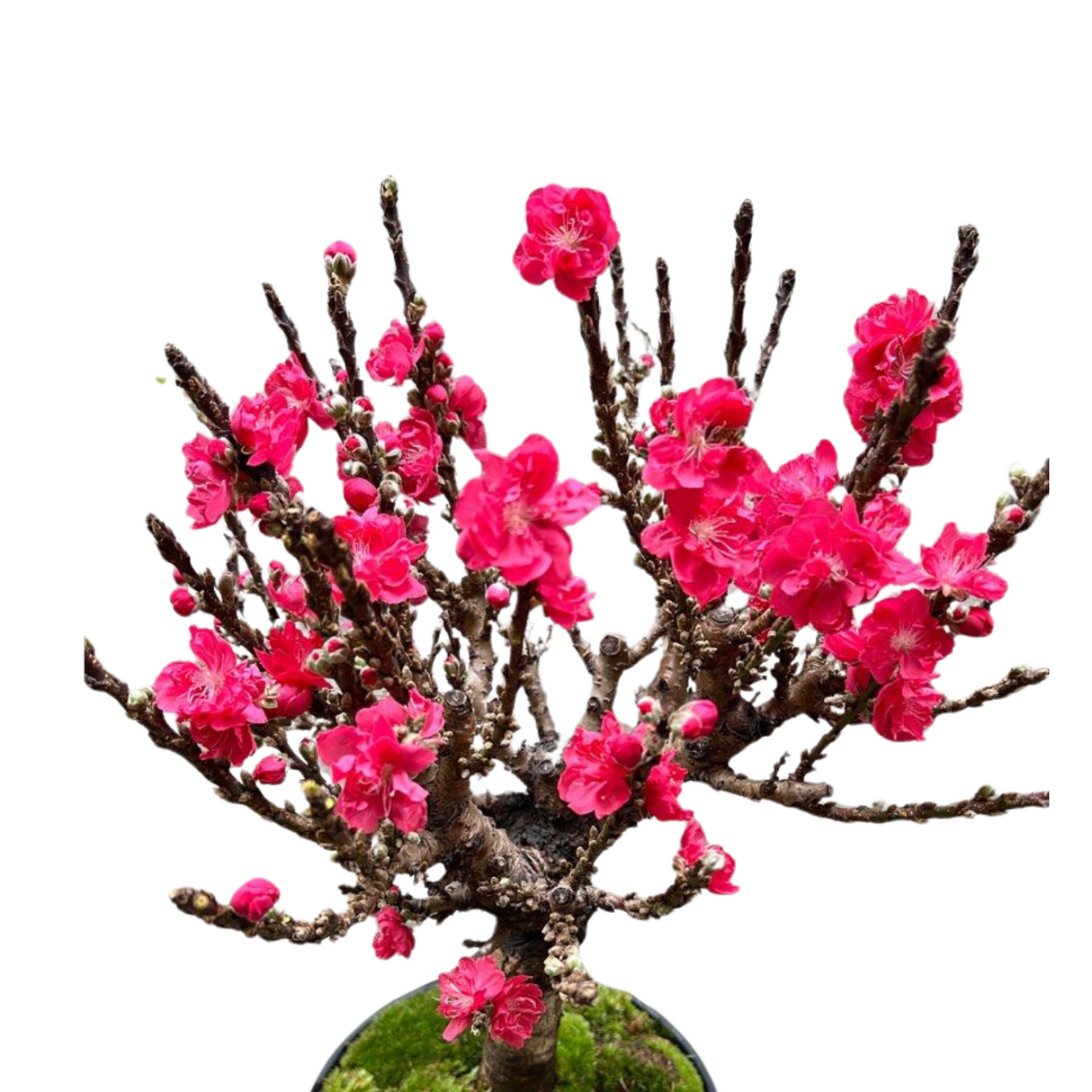 Peach Blossom Plant (蟠桃花)