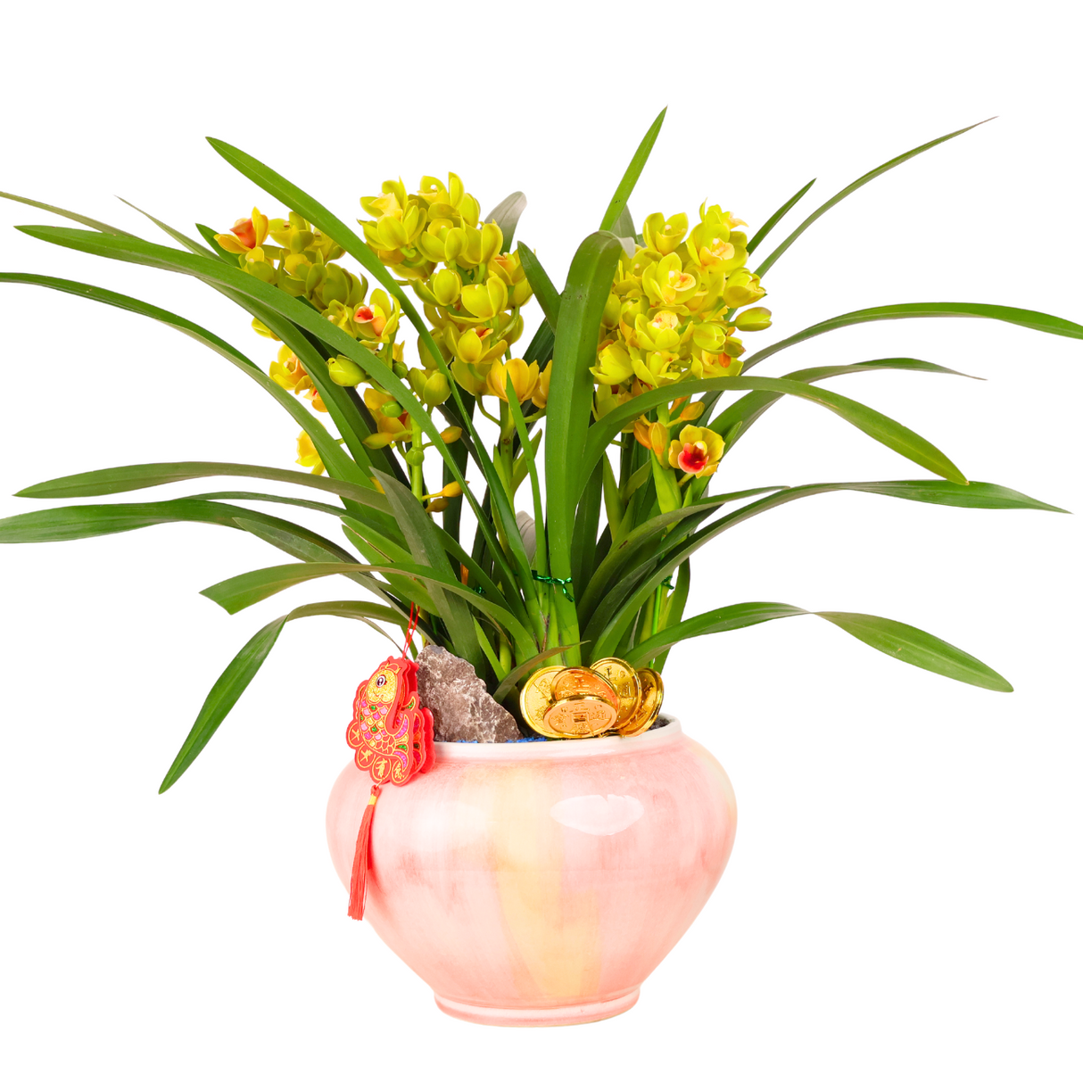 Cymbidium Plant (Boat Orchids)