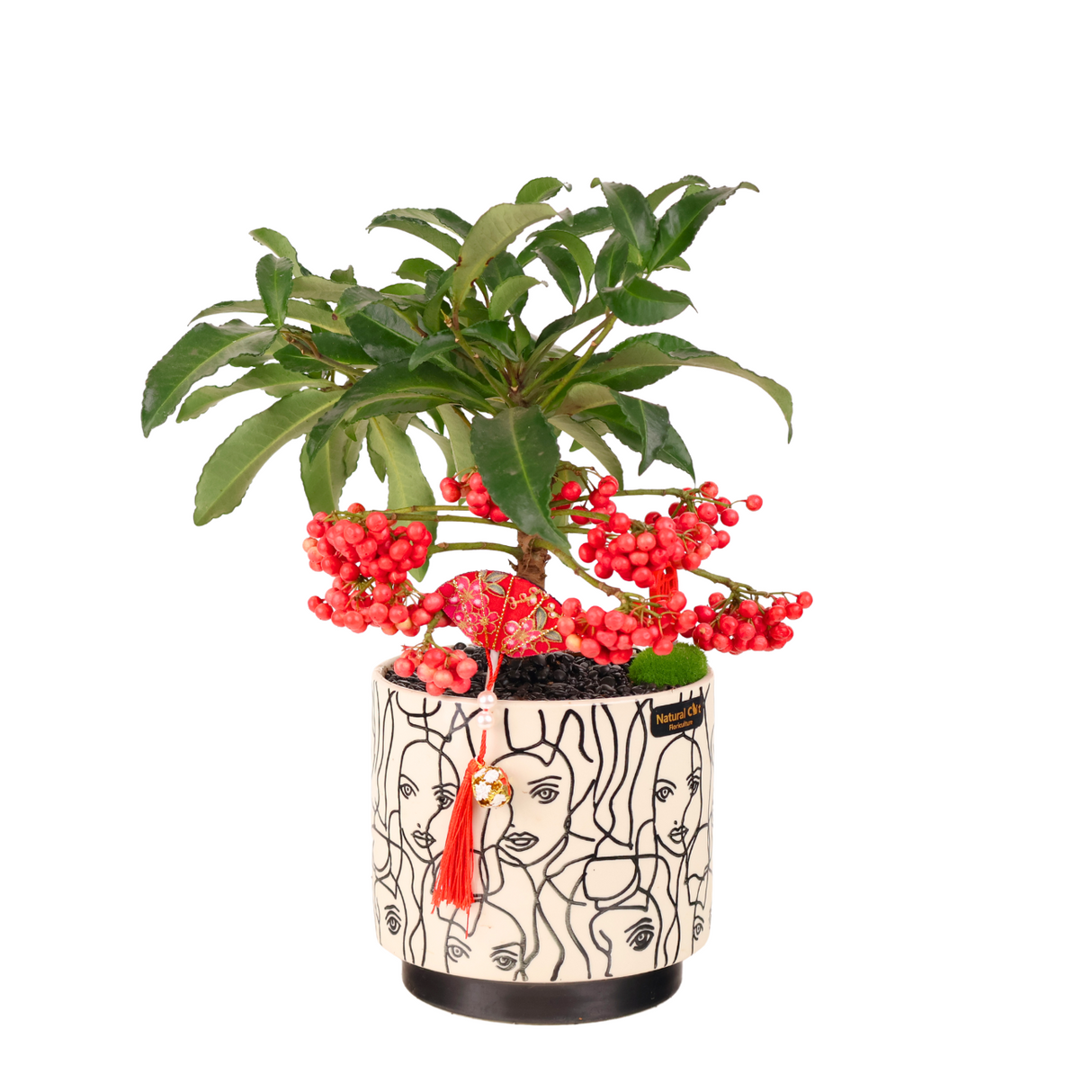 Ardisia Crenata Plant (Coral berry)