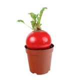 Lucky Radish Plant (好彩头)