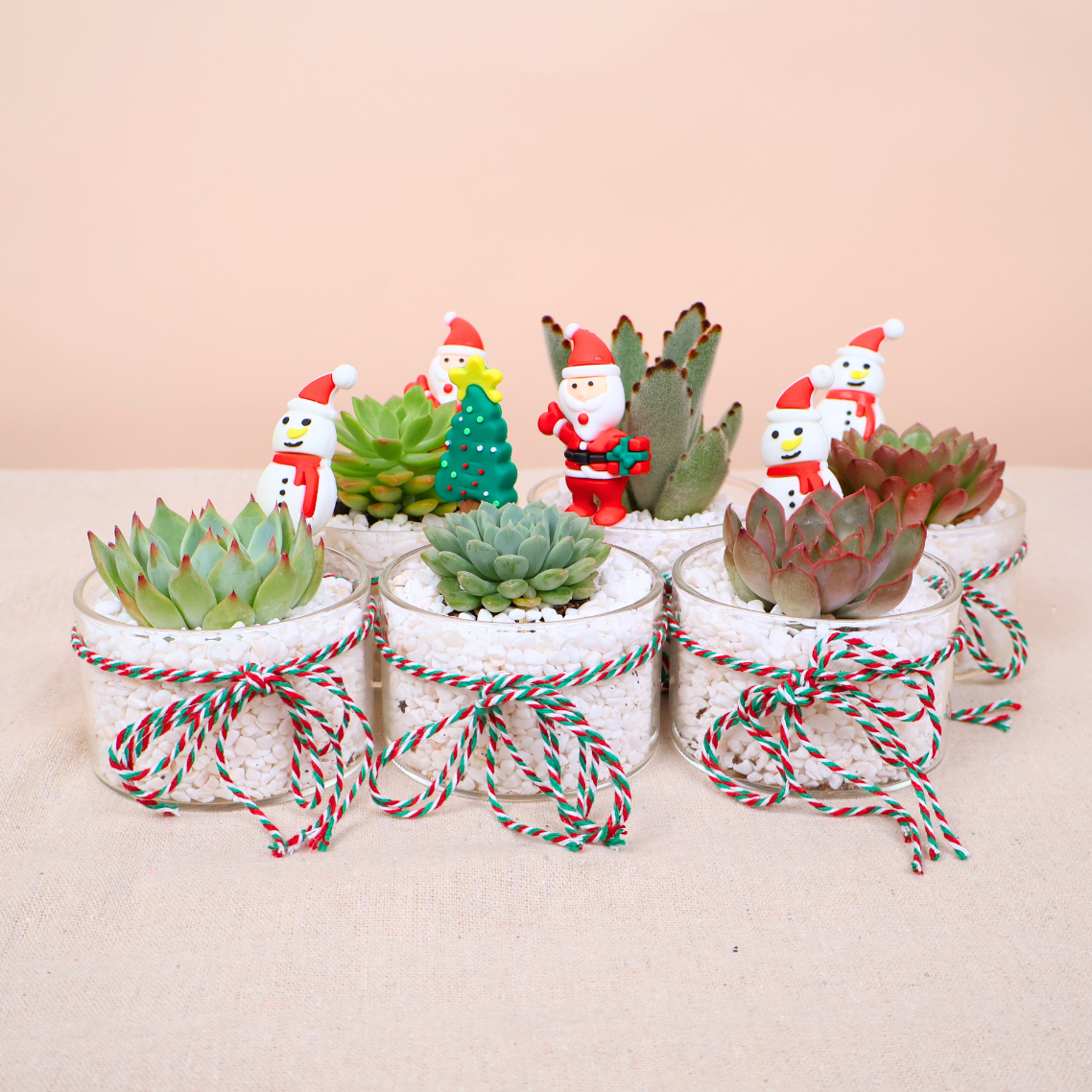 Festive Mini Succulent in Glass Pot