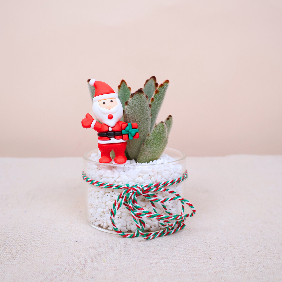 Festive Mini Succulent in Glass Pot