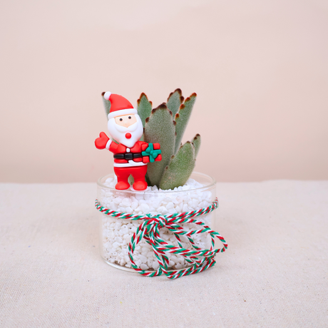 Festive Mini Succulent in Glass Pot