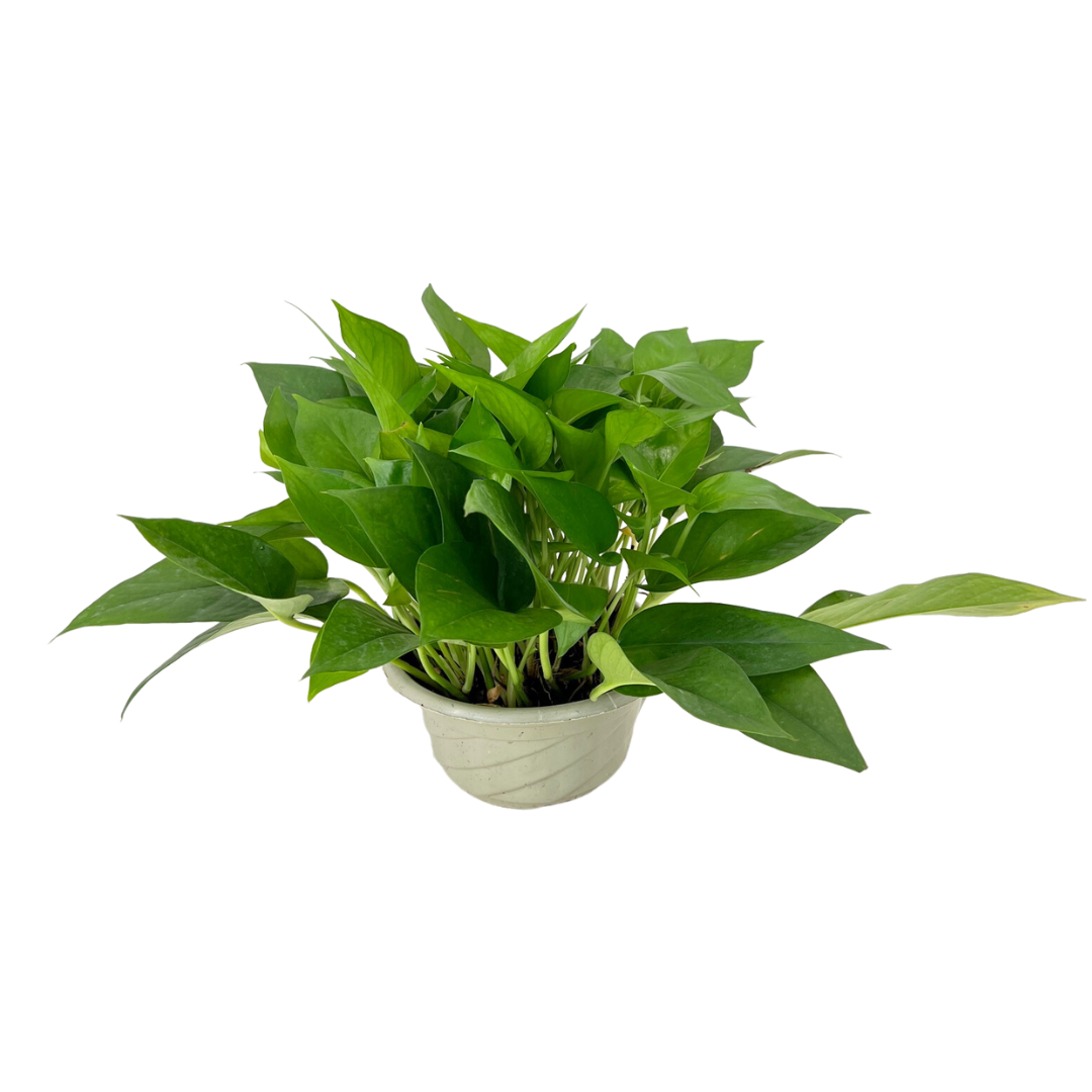 Money Plant Green 18cm Pot