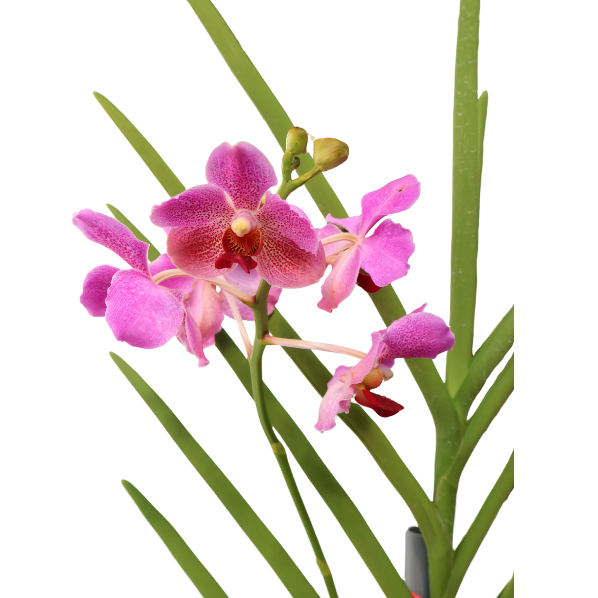 Vanda Orchid [Limited Edition]