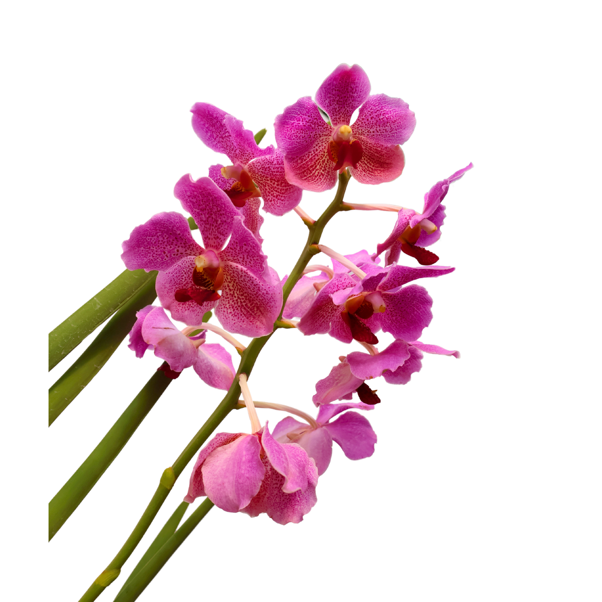 Vanda Orchid [Limited Edition]