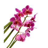 Vanda Orchid [Limited Edition]