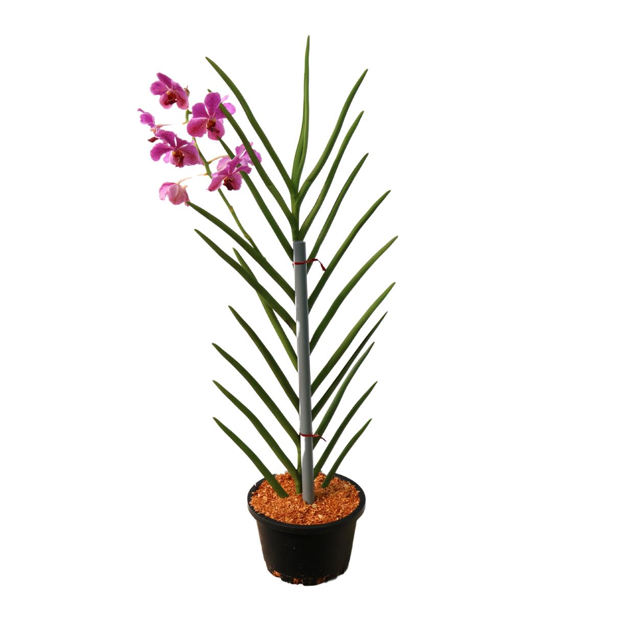 Vanda Orchid [Limited Edition]