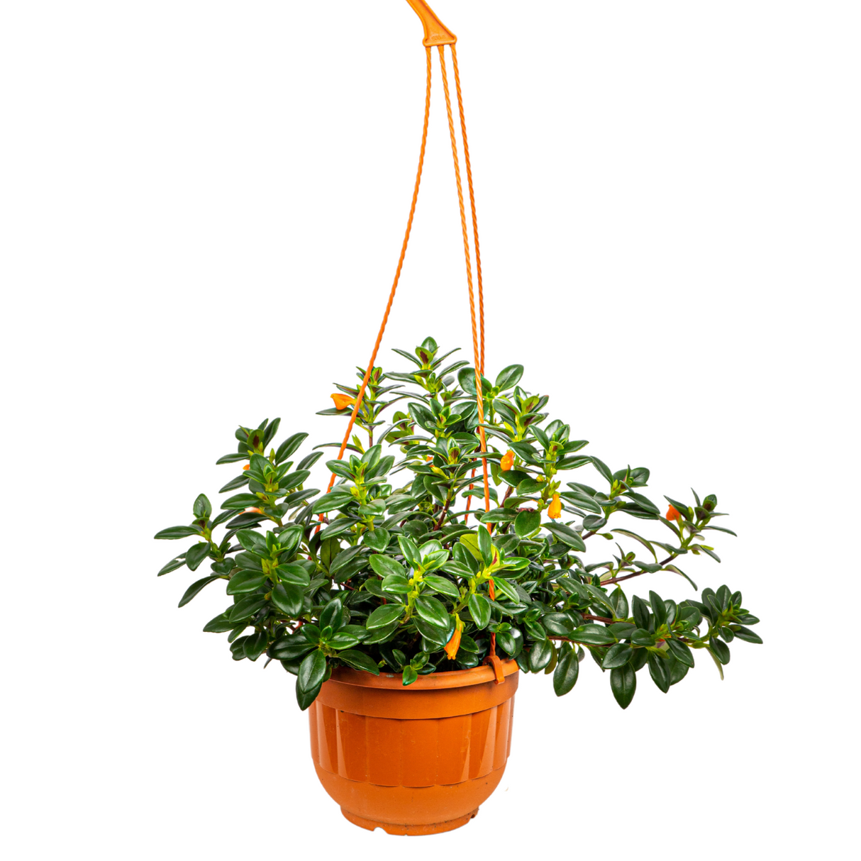 Nemanthus Orange Hanging Plant