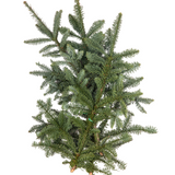 Nobilis Fir (Holland)  1kg