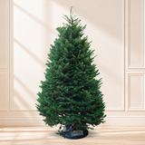 Noble Fir Christmas Tree 10-11FT (USA No.1 Grade)